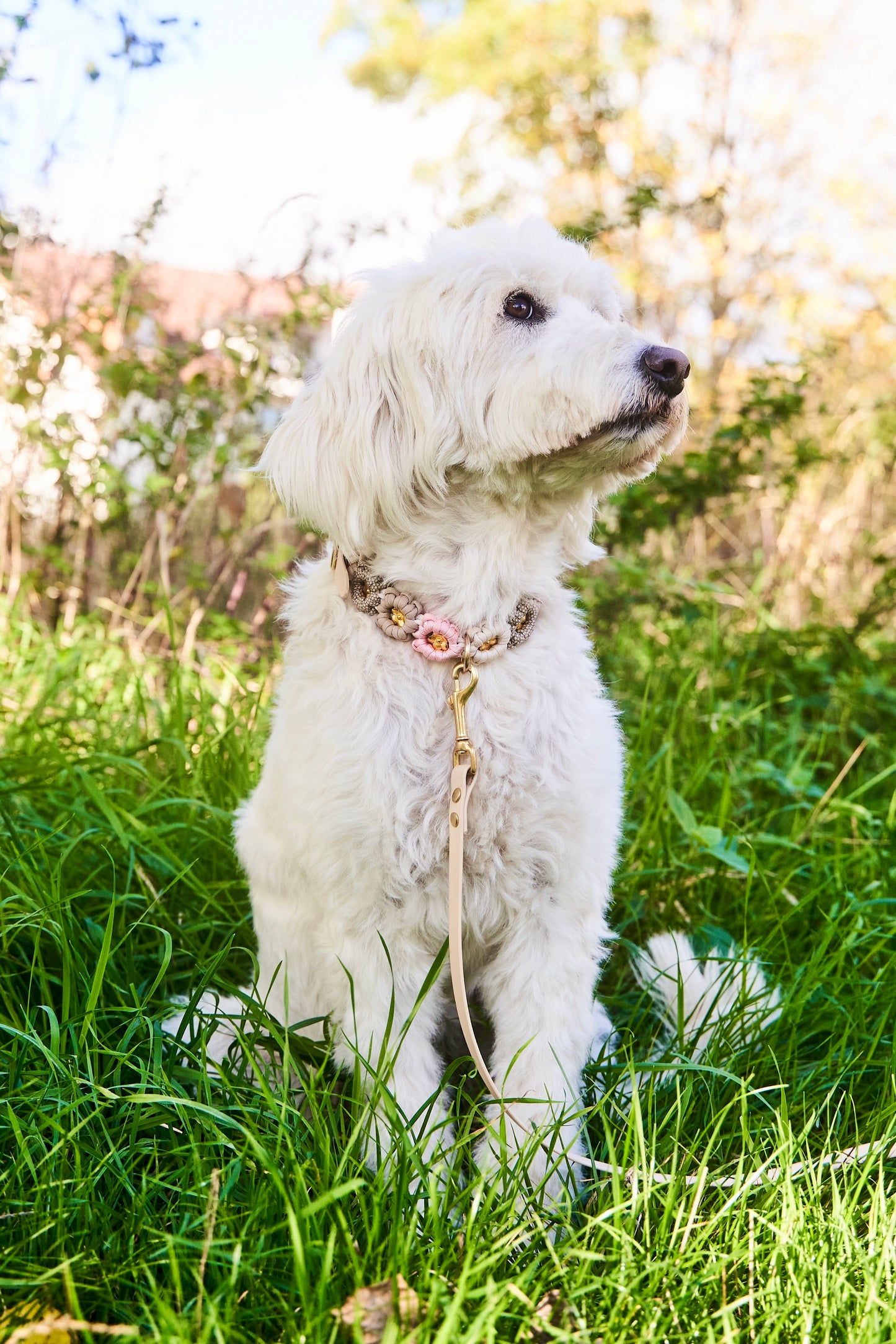 Bestseller: Mix & Match Leine inkl. Blümchen und Halsband - Feines Mädchen