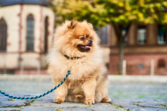 Leine „Kleine Biene"