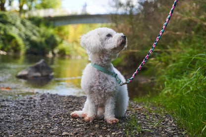 Zugstopphalsband Biothane