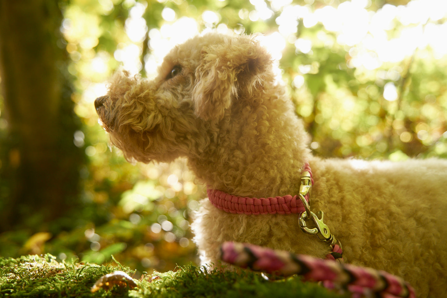 Halsband „Liebling“