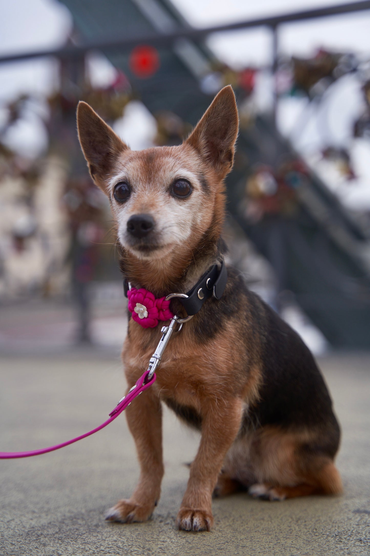 Halsband „Ratatouille”