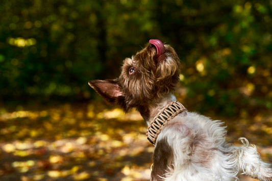 Halsband „Fledermaus"