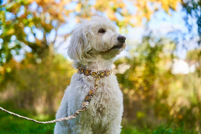 Bestseller: Mix & Match Leine inkl. Blümchen und Halsband - Puppuccino