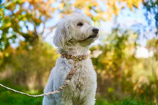 Bestseller: Mix & Match Leine inkl. Blümchen und Halsband - Puppuccino