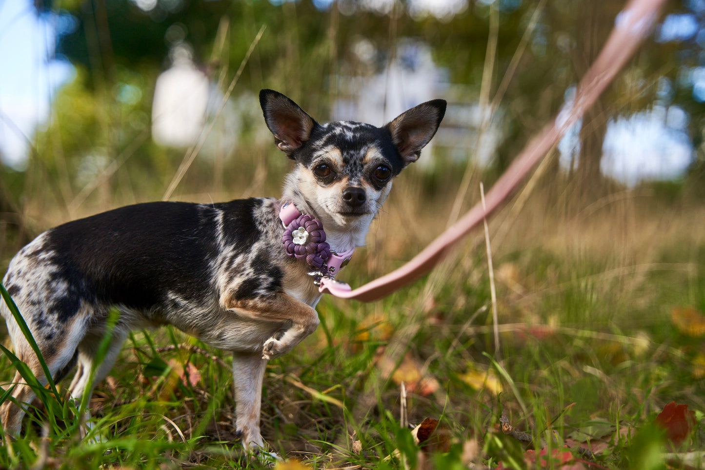Halsband „Ratatouille”