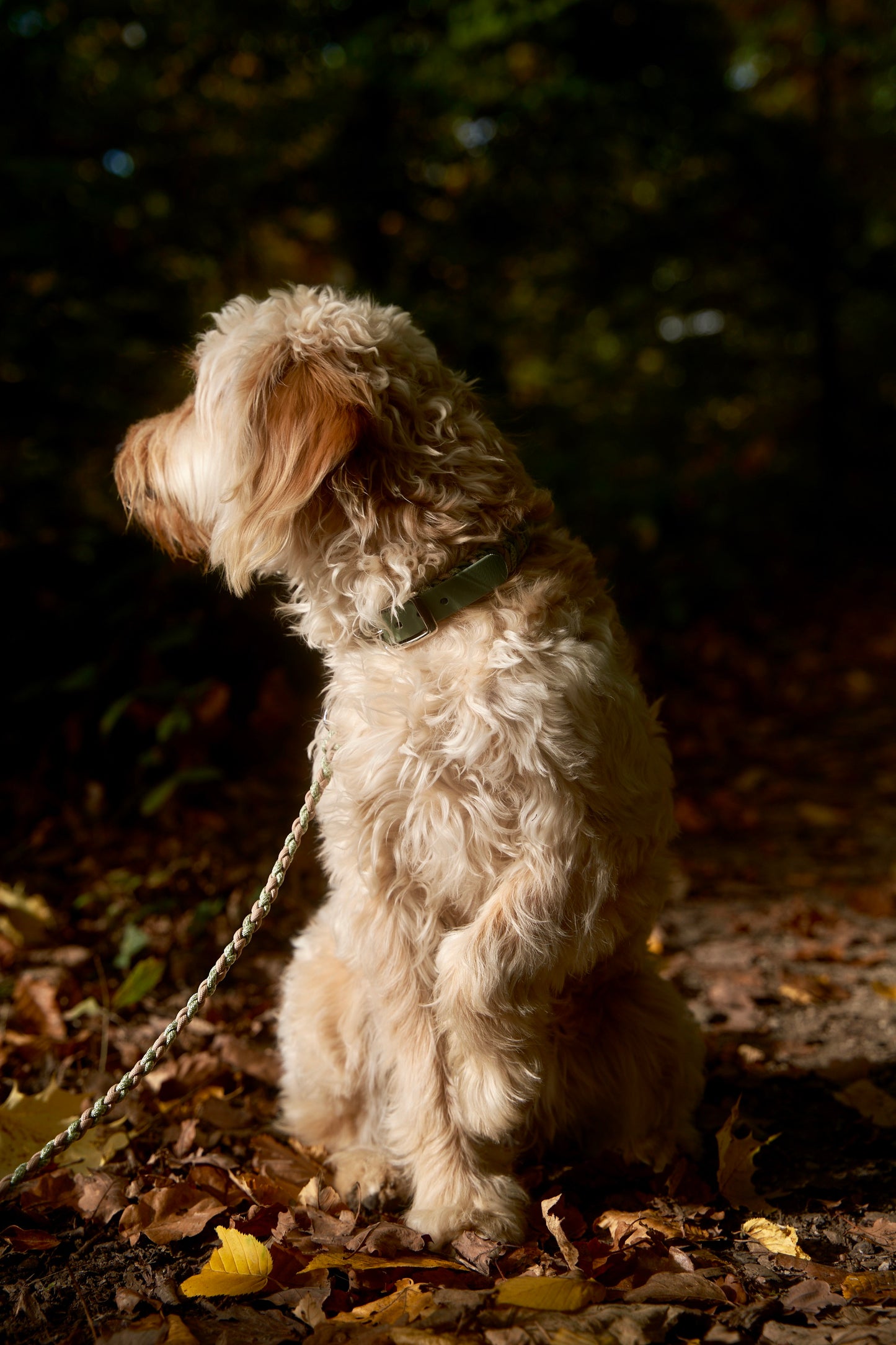 Leine „Kleine Biene"