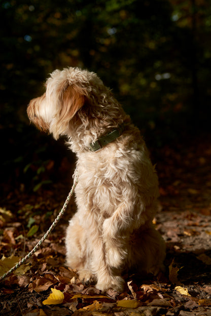 Leine „Kleine Biene"