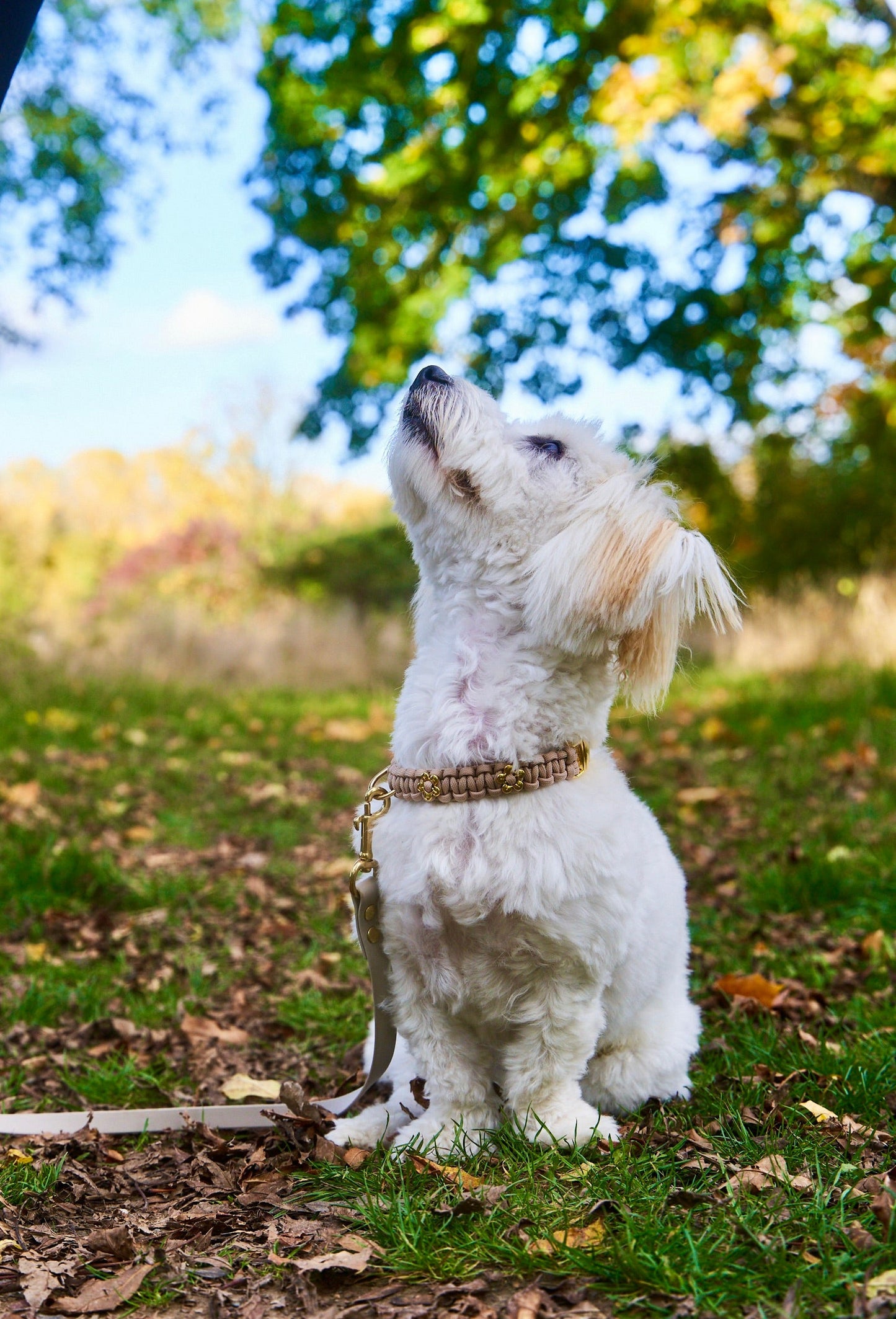 Halsband „Liebling“