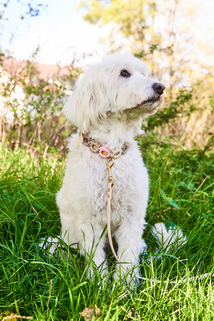 Bestseller: Mix & Match Leine inkl. Blümchen und Halsband - Feines Mädchen