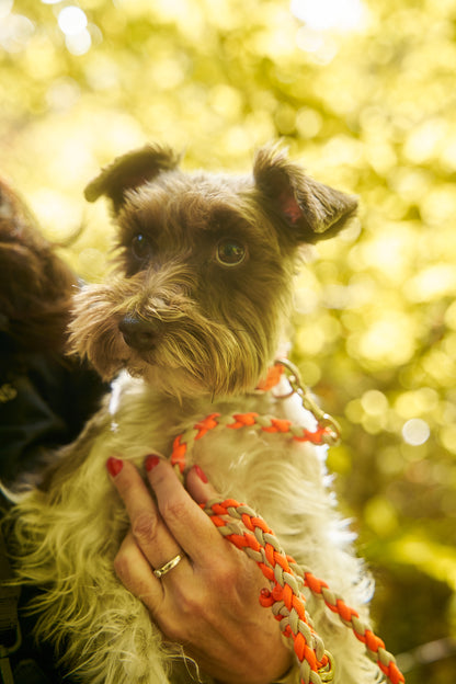 Leine „Kleine Biene"