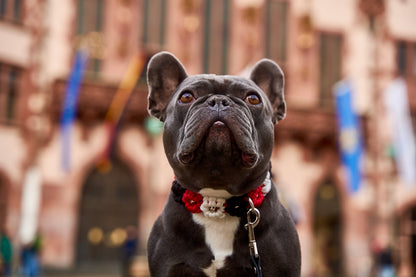 SGE - Halsband „Blümchen"
