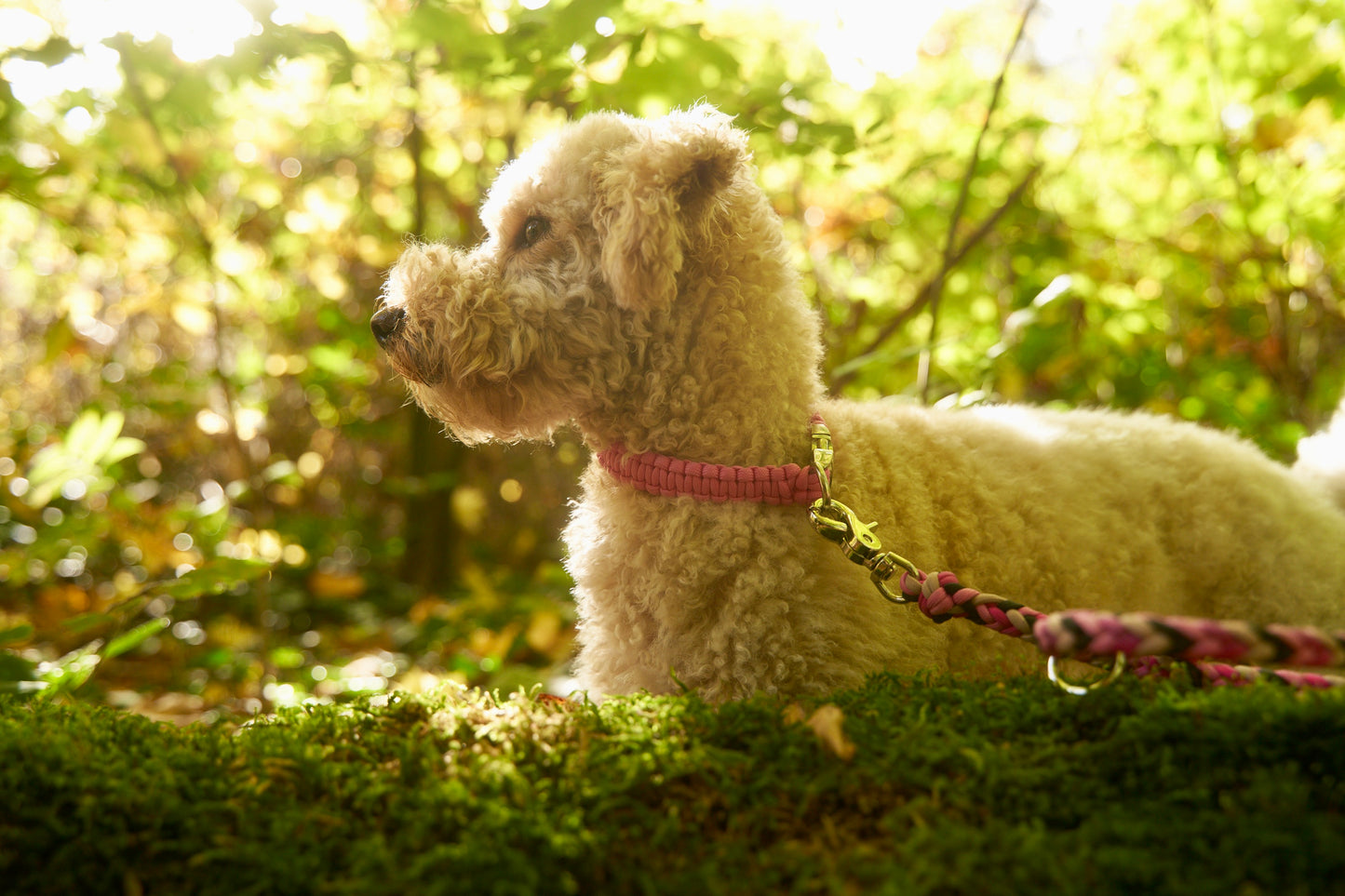 Halsband „Liebling“