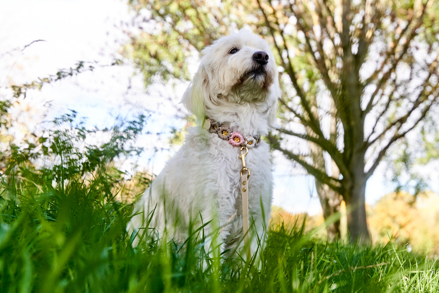 Bestseller: Mix & Match Leine inkl. Blümchen und Halsband - Feines Mädchen