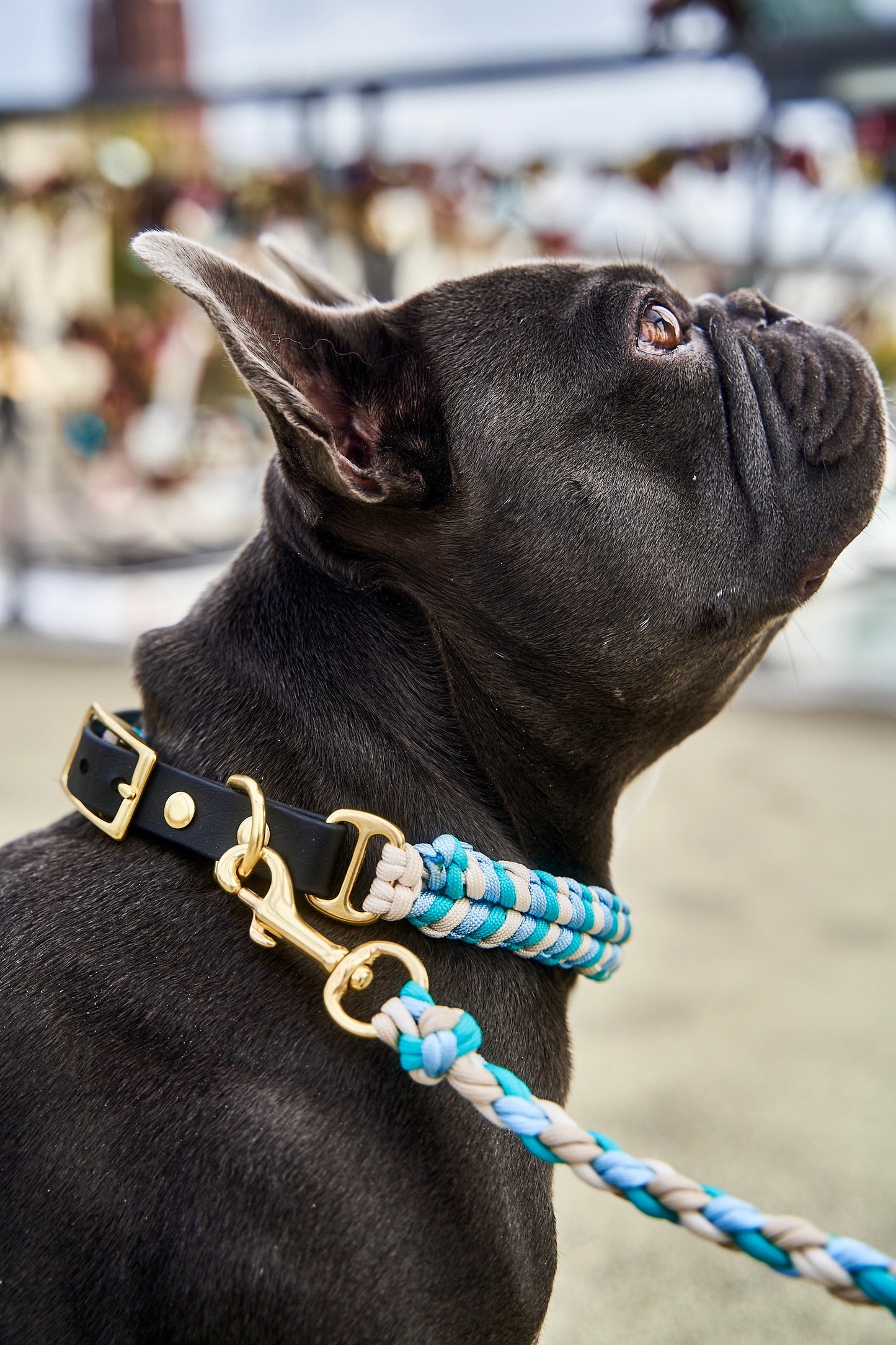 Halsband „Struppi"