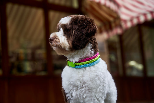 Halsband „Frechdachs“