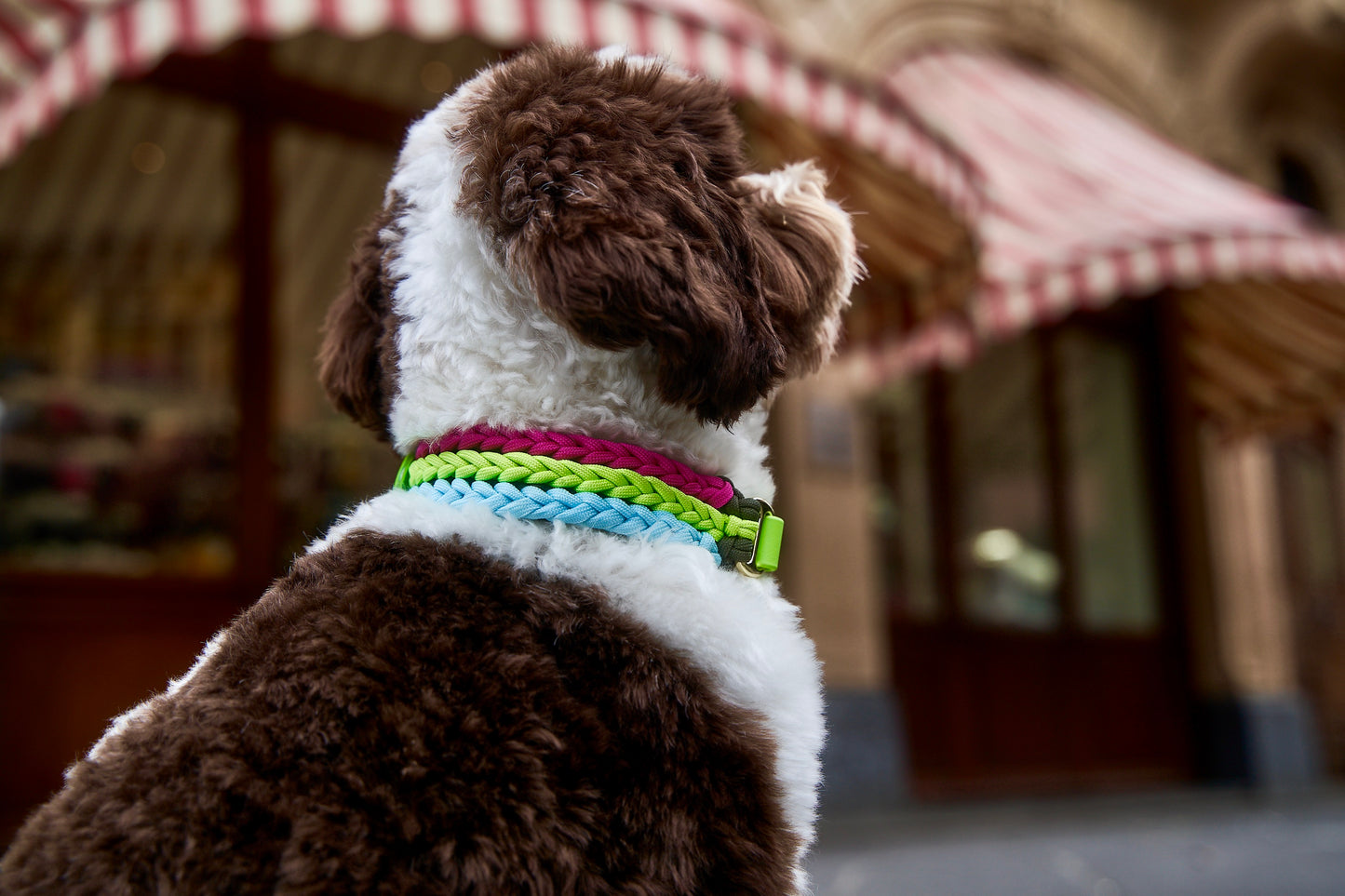 Halsband „Frechdachs“