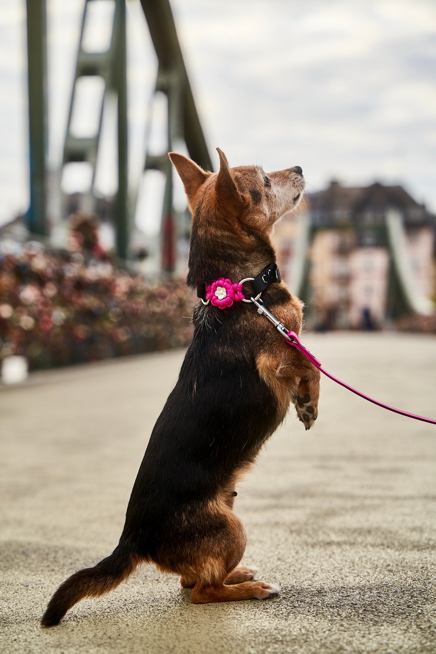 Halsband „Ratatouille”