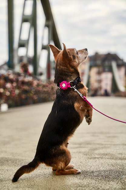 Halsband „Ratatouille”