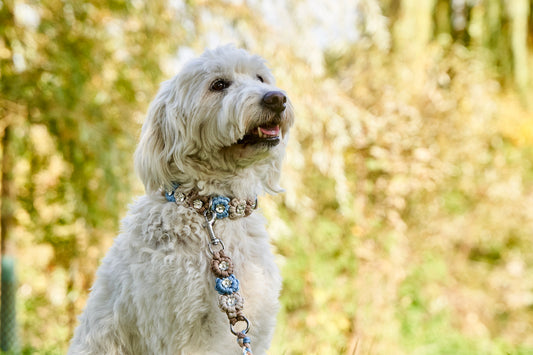 Bestseller: Mix & Match Leine inkl. Blümchen und Halsband - Feiner Bub