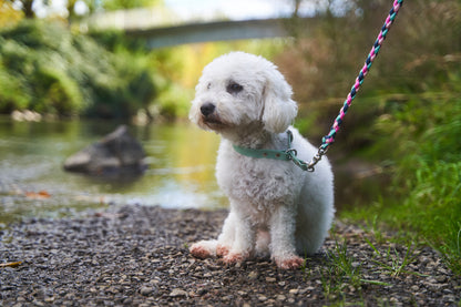 Zugstopphalsband Biothane