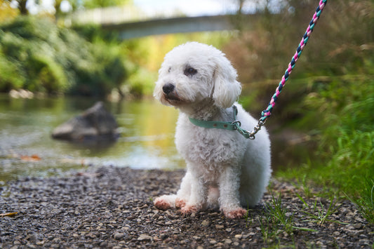 Zugstopphalsband Biothane