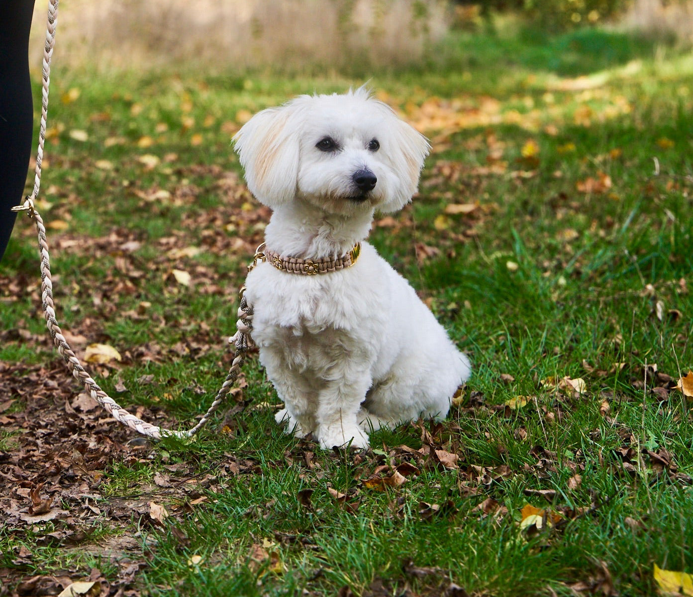 Halsband „Liebling“