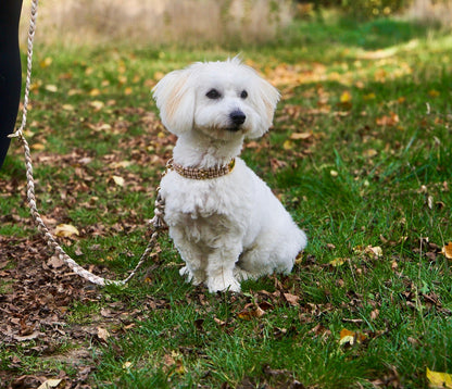 Halsband „Liebling“