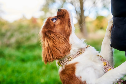 Halsband „Liebling“