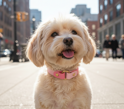 Halsband „Ratatouille”