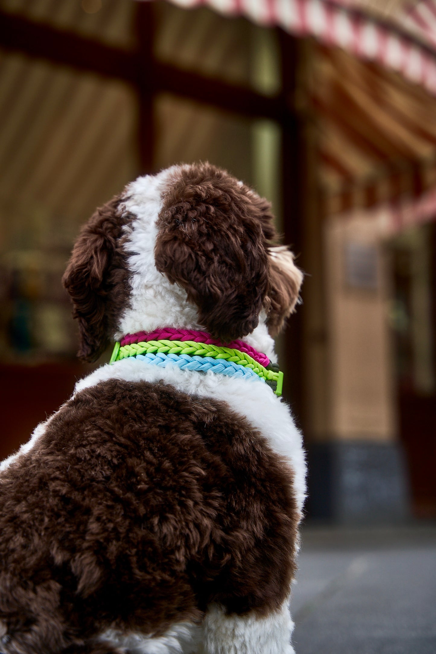 Halsband „Frechdachs“