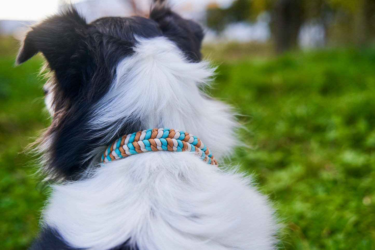 Halsband „Struppi"