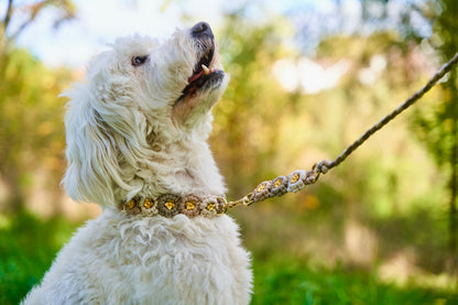 Bestseller: Mix & Match Leine inkl. Blümchen und Halsband - Puppuccino