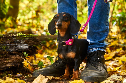 Halsband „Ratatouille”