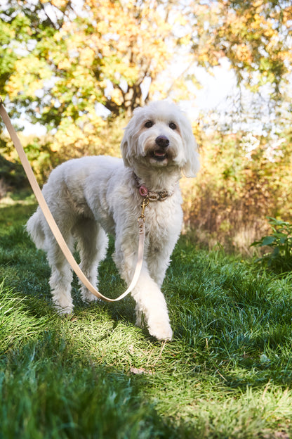 Bestseller: Mix & Match Leine inkl. Blümchen und Halsband - Feines Mädchen