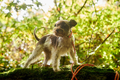 Leine „Kleine Biene"